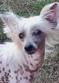 Cane Cinese Nudo (Chinese Crested) femmina