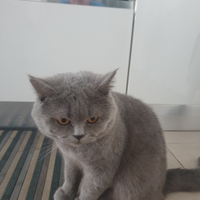 Gatto per accopiamento