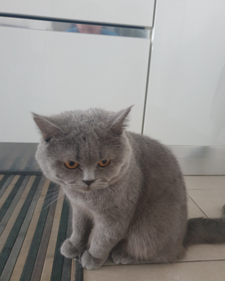 Gatto per accopiamento