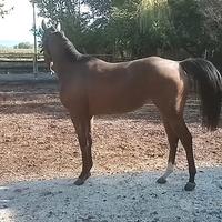 Cavalli Purosangue Irlandese