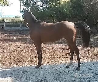 Cavalli Purosangue Irlandese