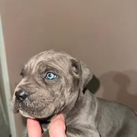 Cane corso