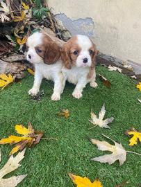 Maschietti di cavalier King