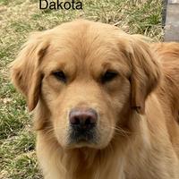 Cuccioli Golden retriever 100%AMERICANI