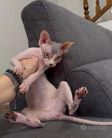 Cucciola Sphynx