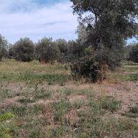 Terreno edificabile con ulivi secolari
