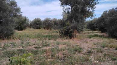 Terreno edificabile con ulivi secolari