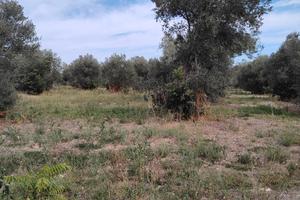 Terreno edificabile con ulivi secolari