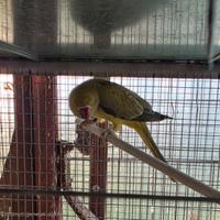 Parrocchetti dal collare