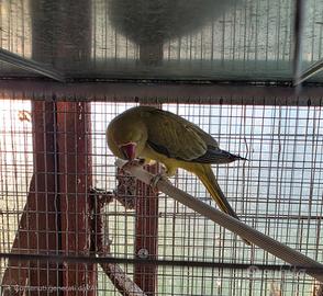 Parrocchetti dal collare