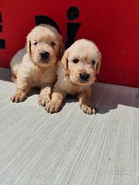 Golden Retriever con Pedigree ENCI