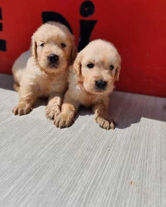 Golden Retriever con Pedigree ENCI