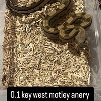 Boa constrictor