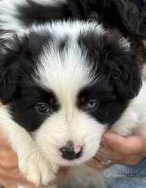 Cuccioli Border Collie selezionati