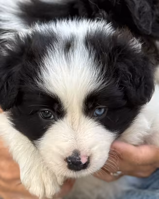 Cuccioli Border Collie selezionati