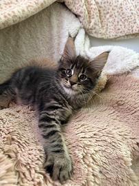 Maine Coon cuccioli