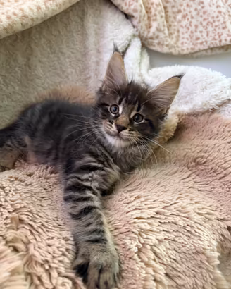 Maine Coon cuccioli