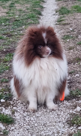 Spitz tedesco piccolo