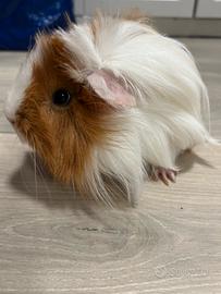 Maschietto di cavia peruviana