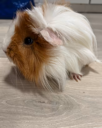 Maschietto di cavia peruviana