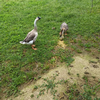 Oca cignoide maschio