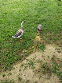 Oca cignoide maschio