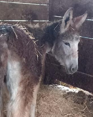 Asinella 5 anni taglia piccola