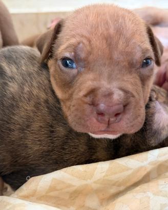 Cucciolata di American terrier ukc