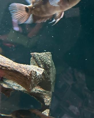 Coppia Ciclidi HYPSELECARA TEMPORALIS