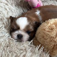 Maschio shih tzu shihtzu cucciolo