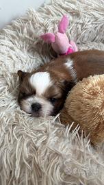 Maschio shih tzu shihtzu cucciolo