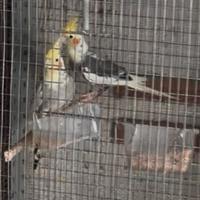 Coppia calopsite ripriduttiva