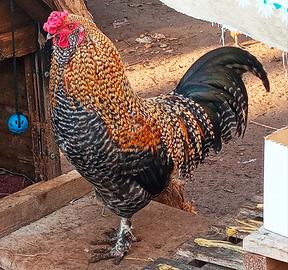 Gallo di razza età sei mesi