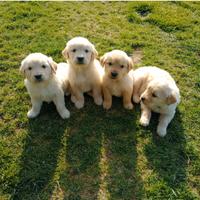 Golden Retriever cuccioli