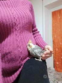 Calopsite seminseczzati