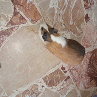 Porcellino d'India maschio adulto - 10