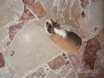 Porcellino d'India maschio adulto - 10