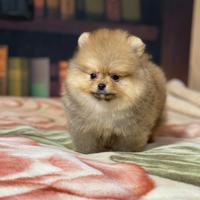 Cuccioli di Spitz nano di Pomerania