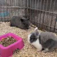 Coniglietti nani testa di leone