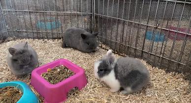 Coniglietti nani testa di leone