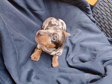 Cuccioli di bassotto nano maschi