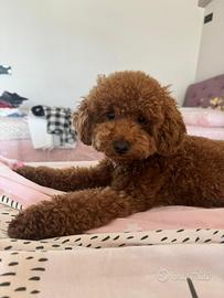 Barboncino toy per accoppiamento