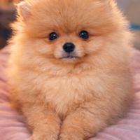 Spitz Pomerania nano
