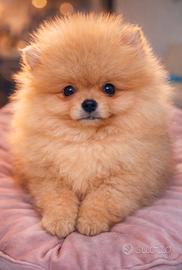 Spitz Pomerania nano