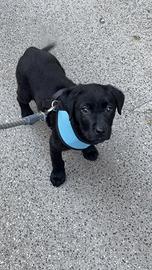 Cucciola Labrador retrive