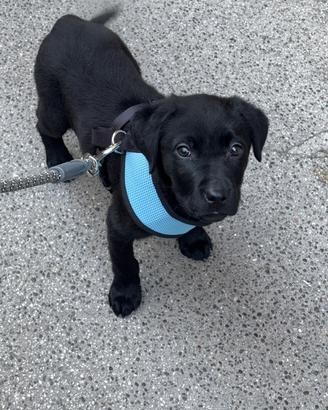 Cucciola Labrador retrive