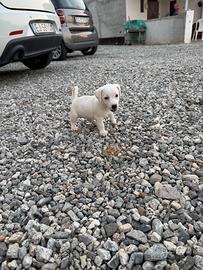 Cucciola di Jack Russel