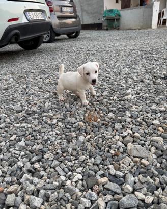 Cucciola di Jack Russel