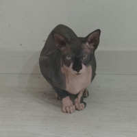 Gatto razza sphinx x monta