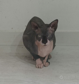Gatto razza sphinx x monta